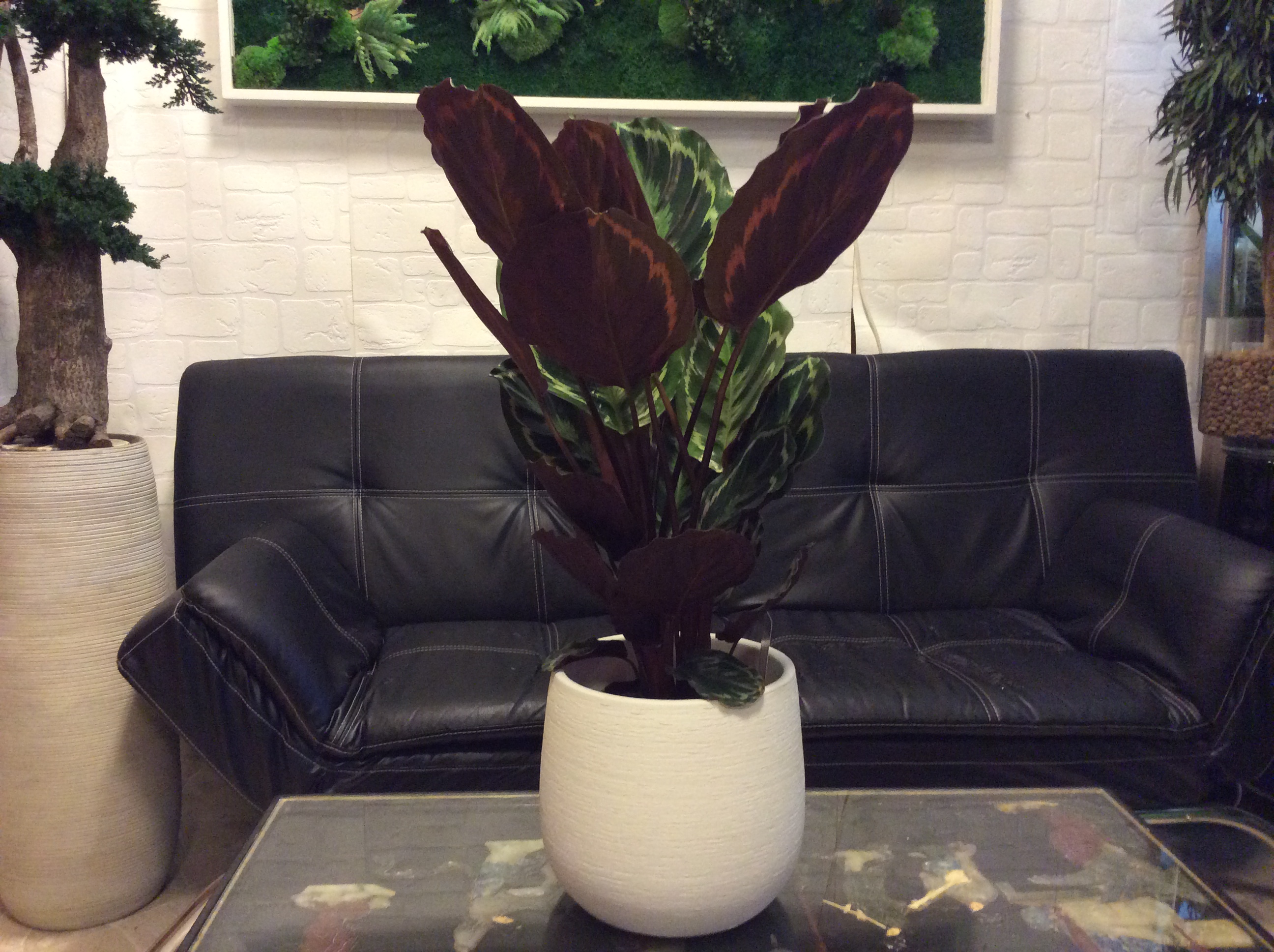 Pianta di Calathea
