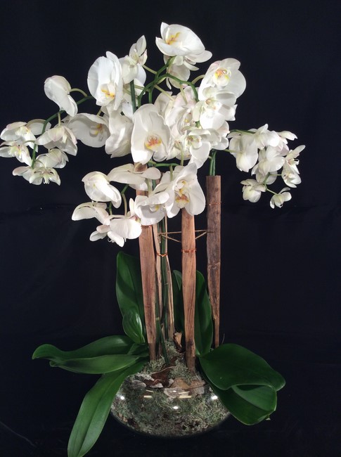 Phalaenopsis in vaso di vetro - FIORI VALLE