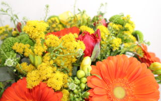 prime fioriture primaverili