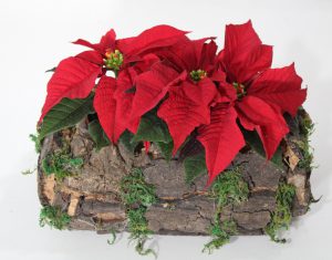 Fiori natalizi da regalare